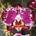 Phalaenopsis Blanka