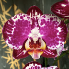 Phalaenopsis Blanka