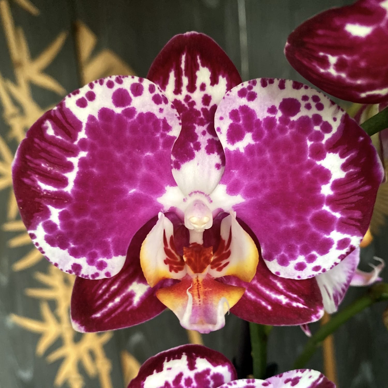 Phalaenopsis Blanka