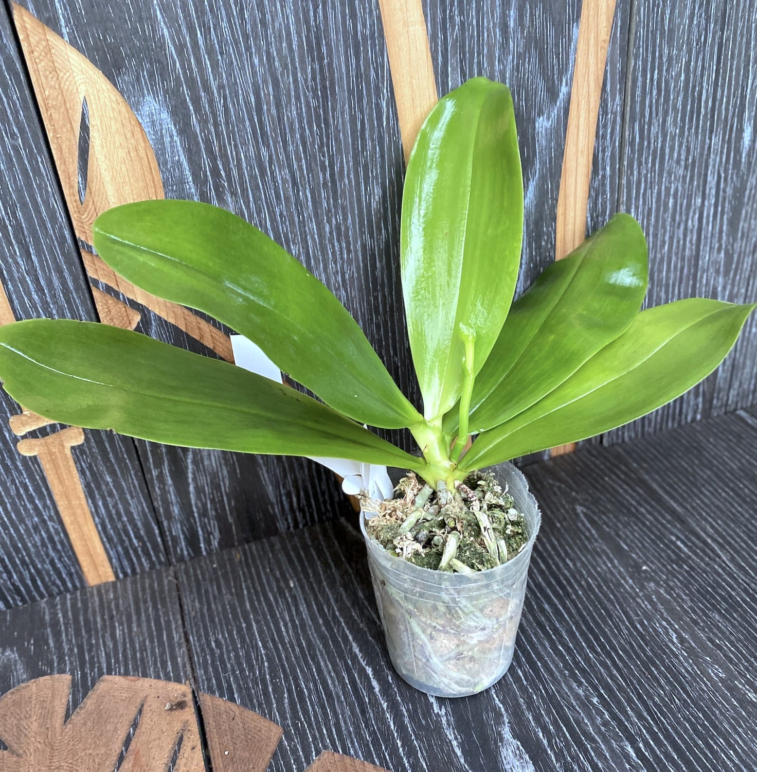 Phalaenopsis Brother Ambo Passion 'Hsia#49'