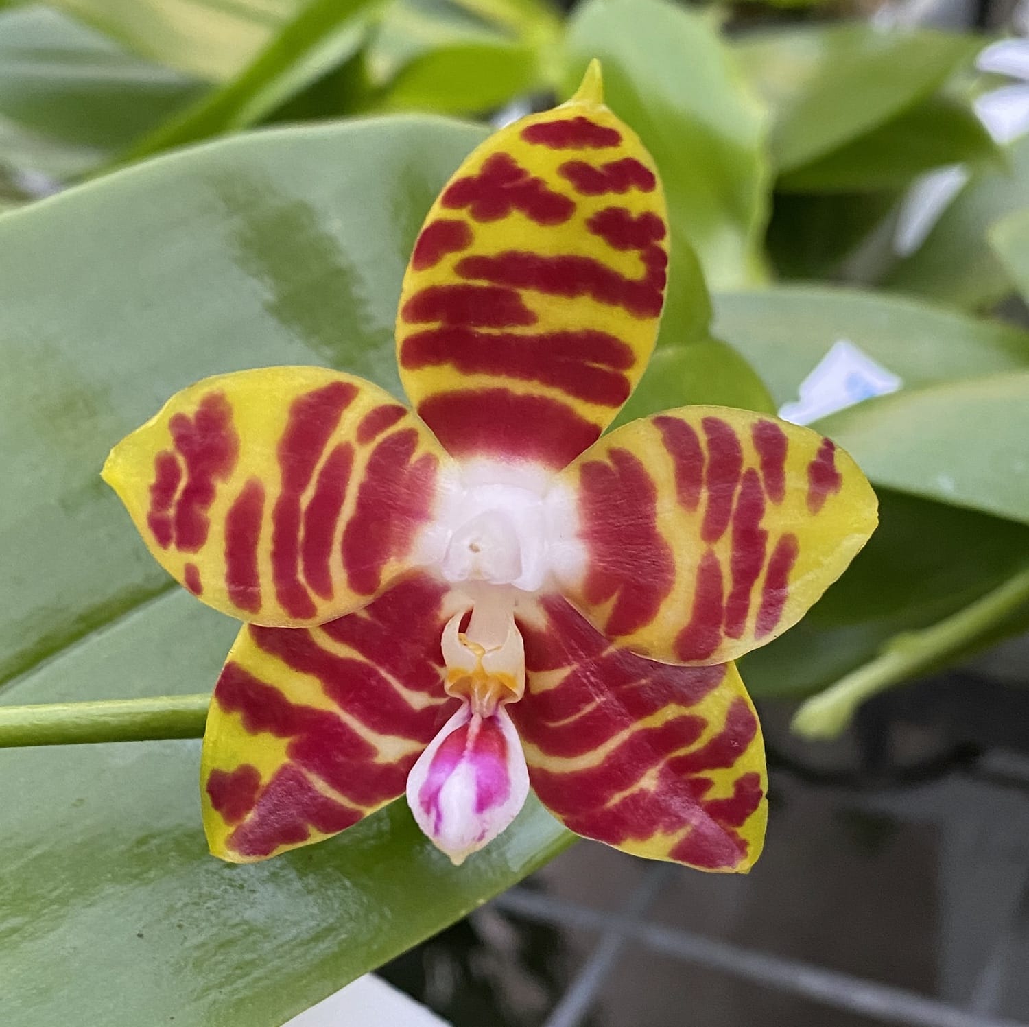 Phalaenopsis Brother Ambo Passion 'Hsia#49'