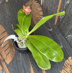 Phalaenopsis Brother Ambo Passion 'Hsia#49'