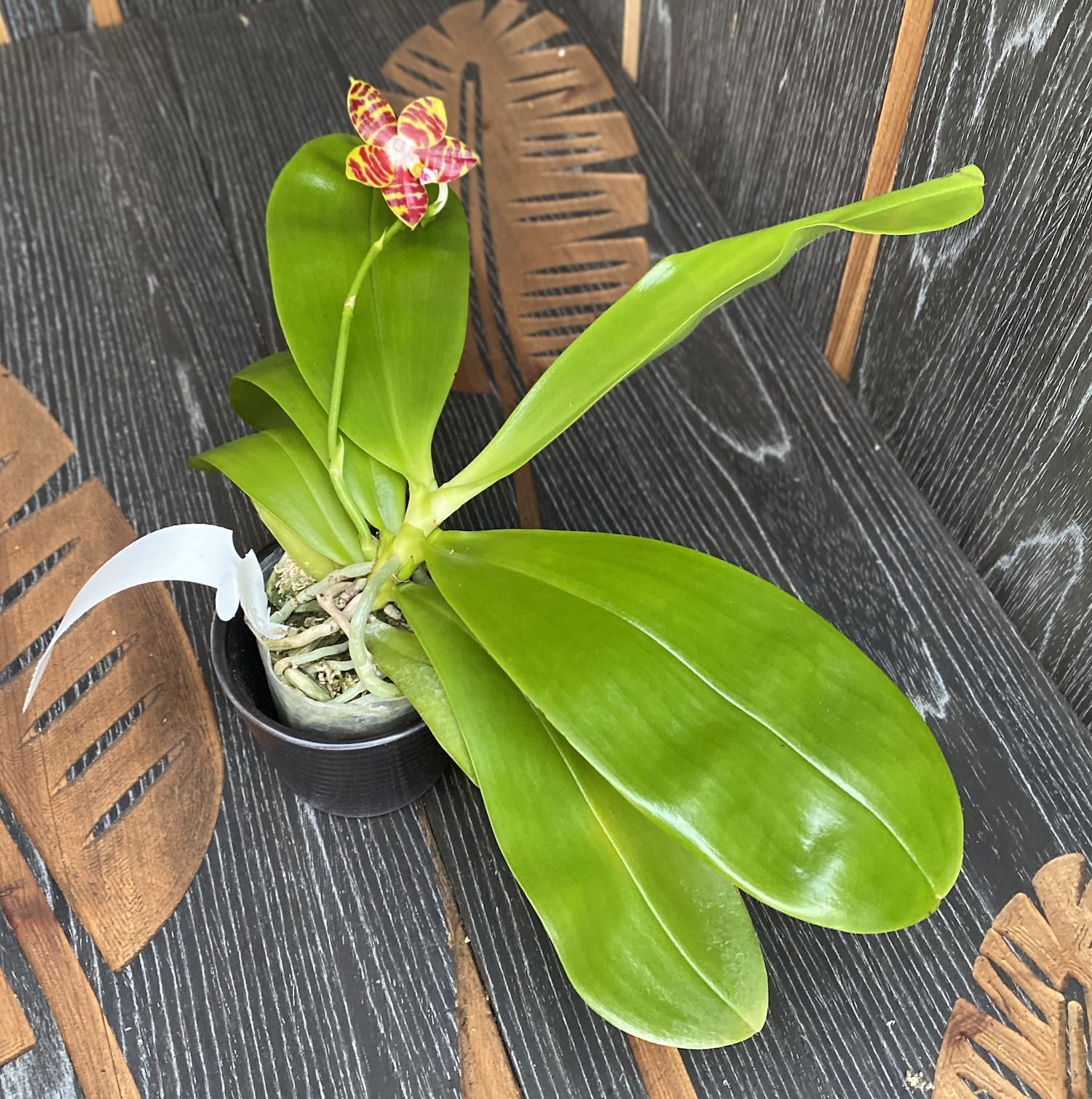 Phalaenopsis Brother Ambo Passion 'Hsia#49'