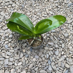 Phalaenopsis Brother Timothy 'SYK'