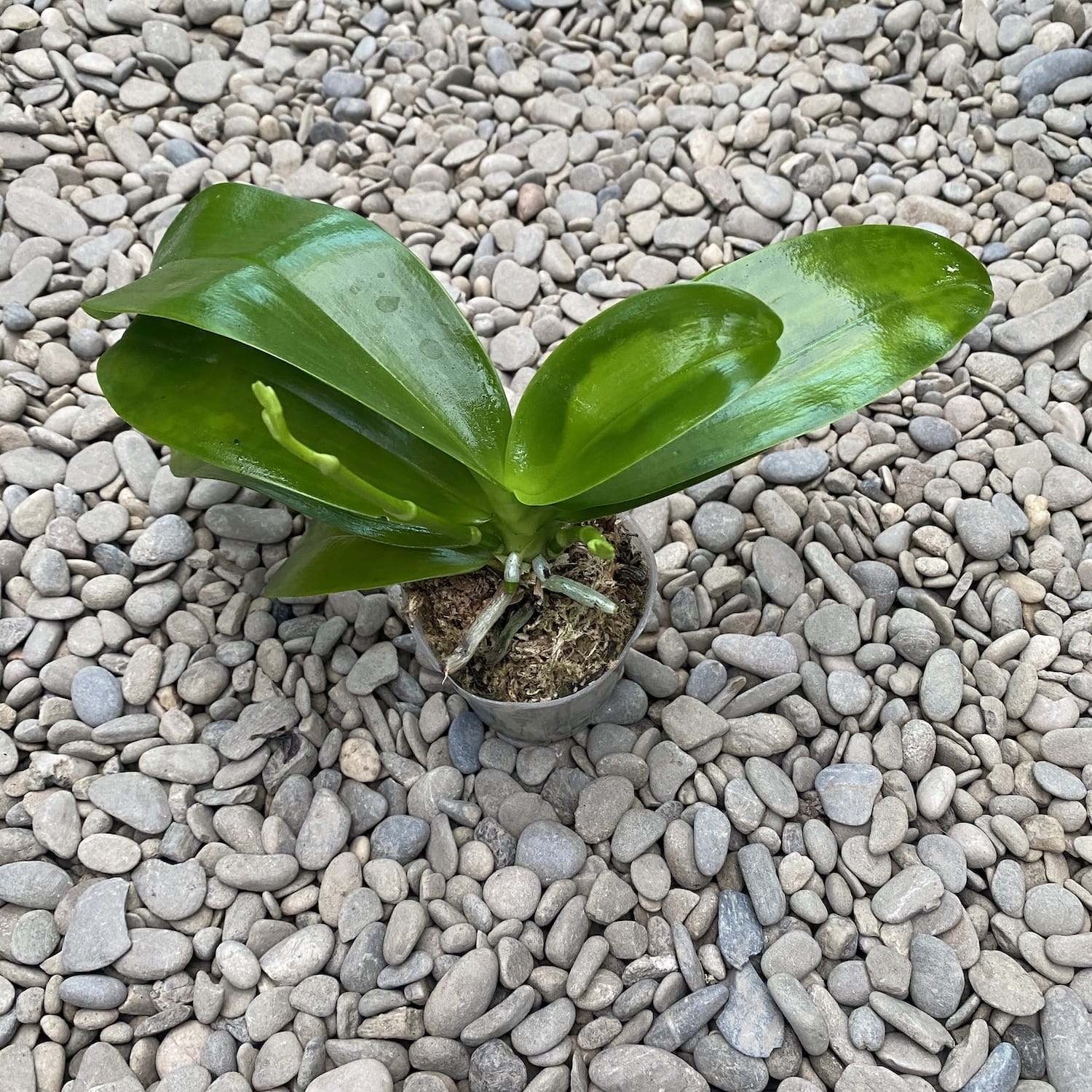 Phalaenopsis Brother Timothy 'SYK'