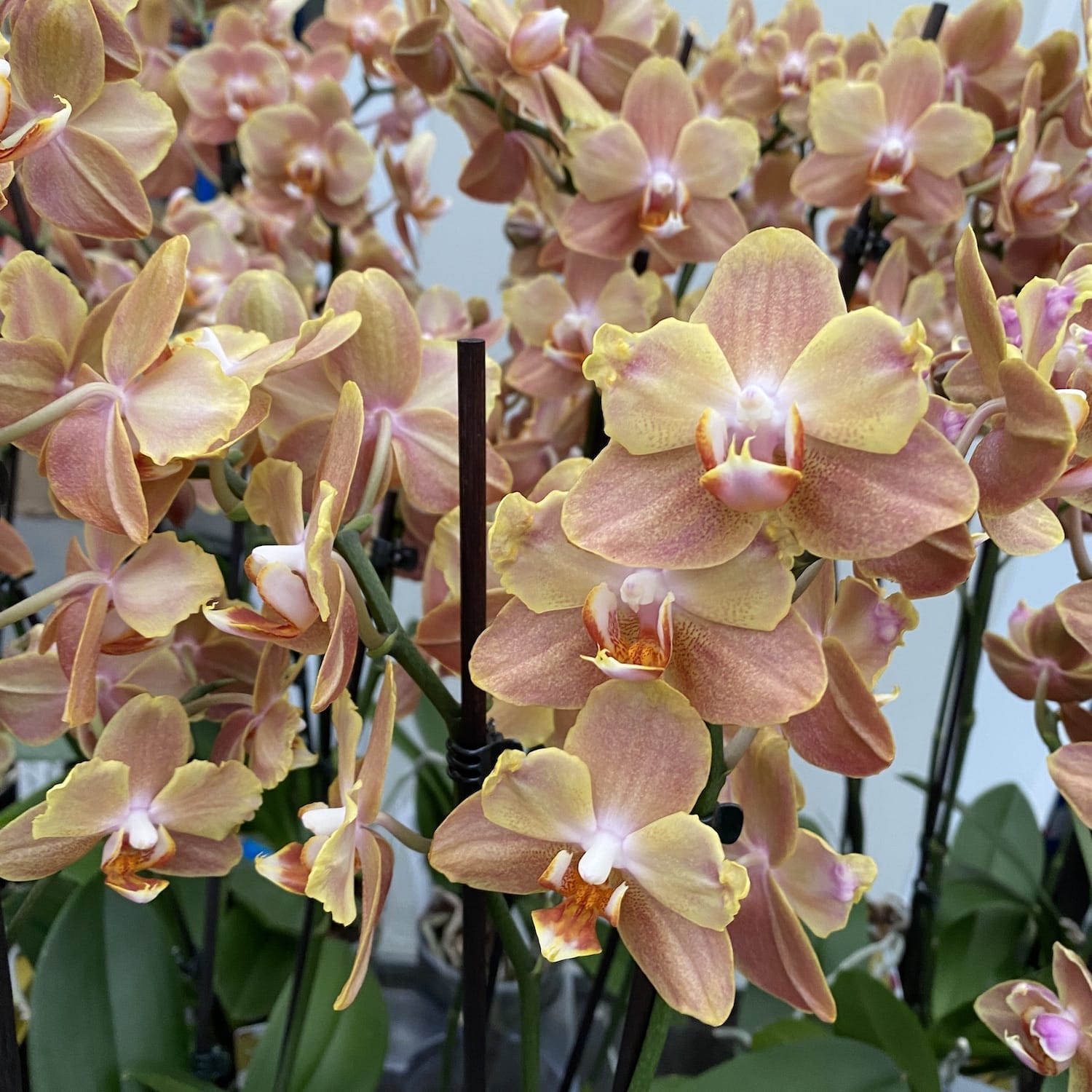 Phalaenopsis Brownie pelorica