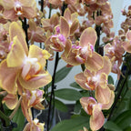 Phalaenopsis Brownie pelorisk