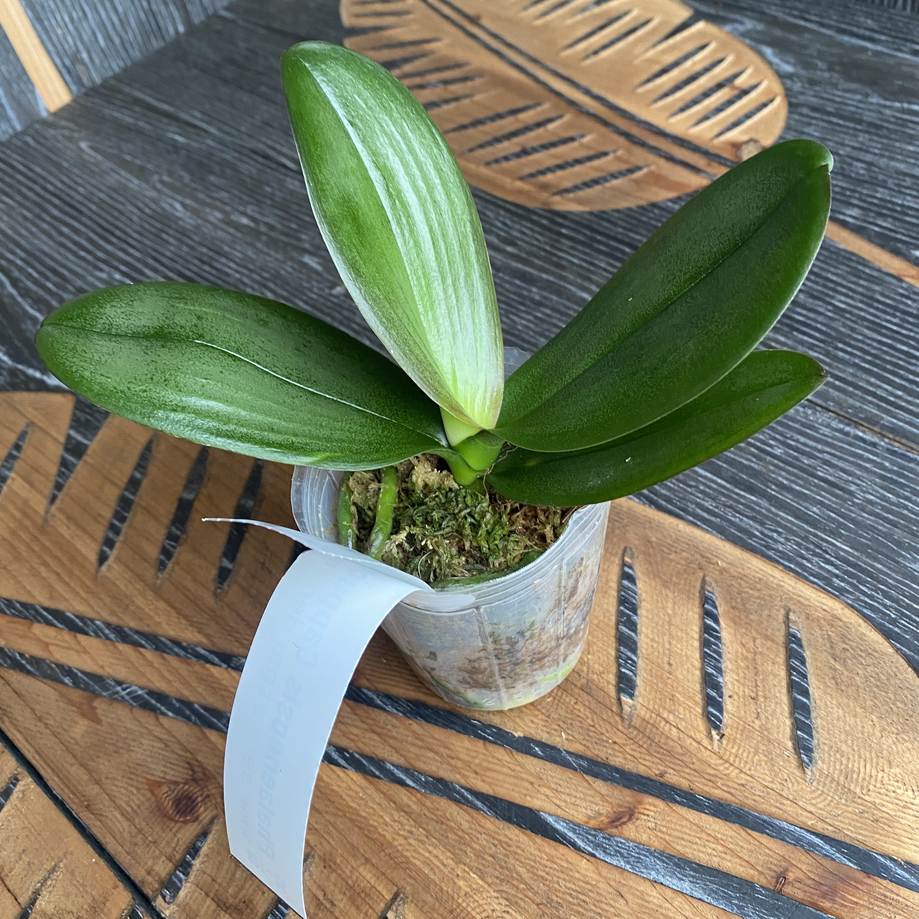 Phalaenopsis Cappuccino