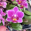 Phalaenopsis Caracas (mini)
