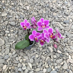 Phalaenopsis Caracas (mini)