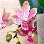 Phalaenopsis Caribbean Sunset × minus