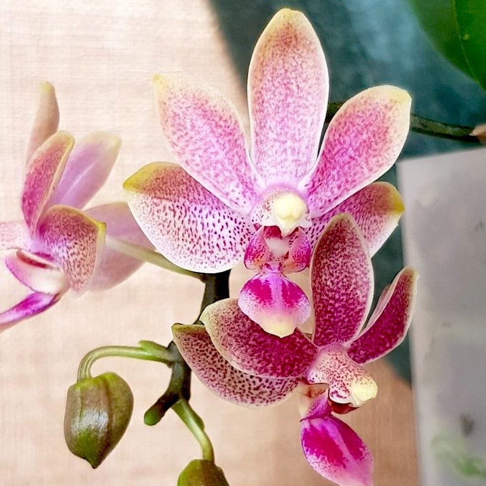 Phalaenopsis Caribbean Sunset × minus