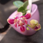 Phalaenopsis Caribbean Sunset × minus (peloric)