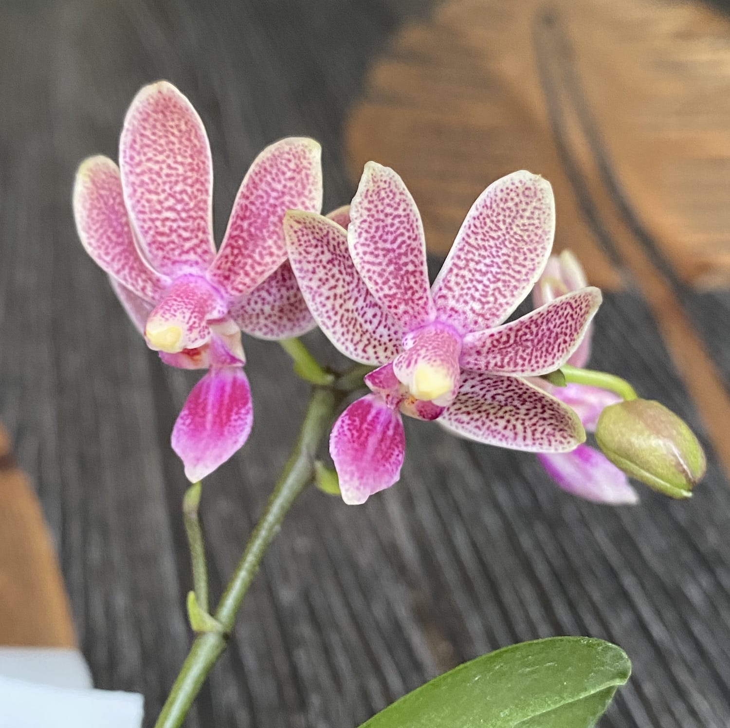 Phalaenopsis Caribbean Sunset × minus