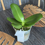 Phalaenopsis Caribbean Sunset × minus