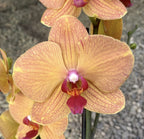 Phalaenopsis Pastel de Zanahoria
