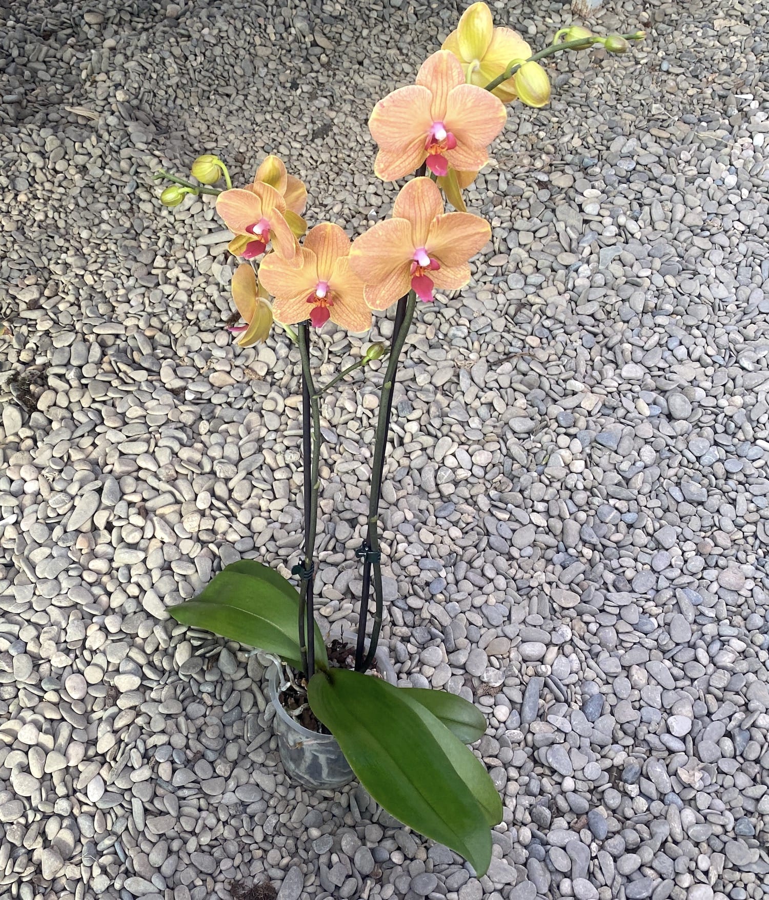 Phalaenopsis Carrot Cake