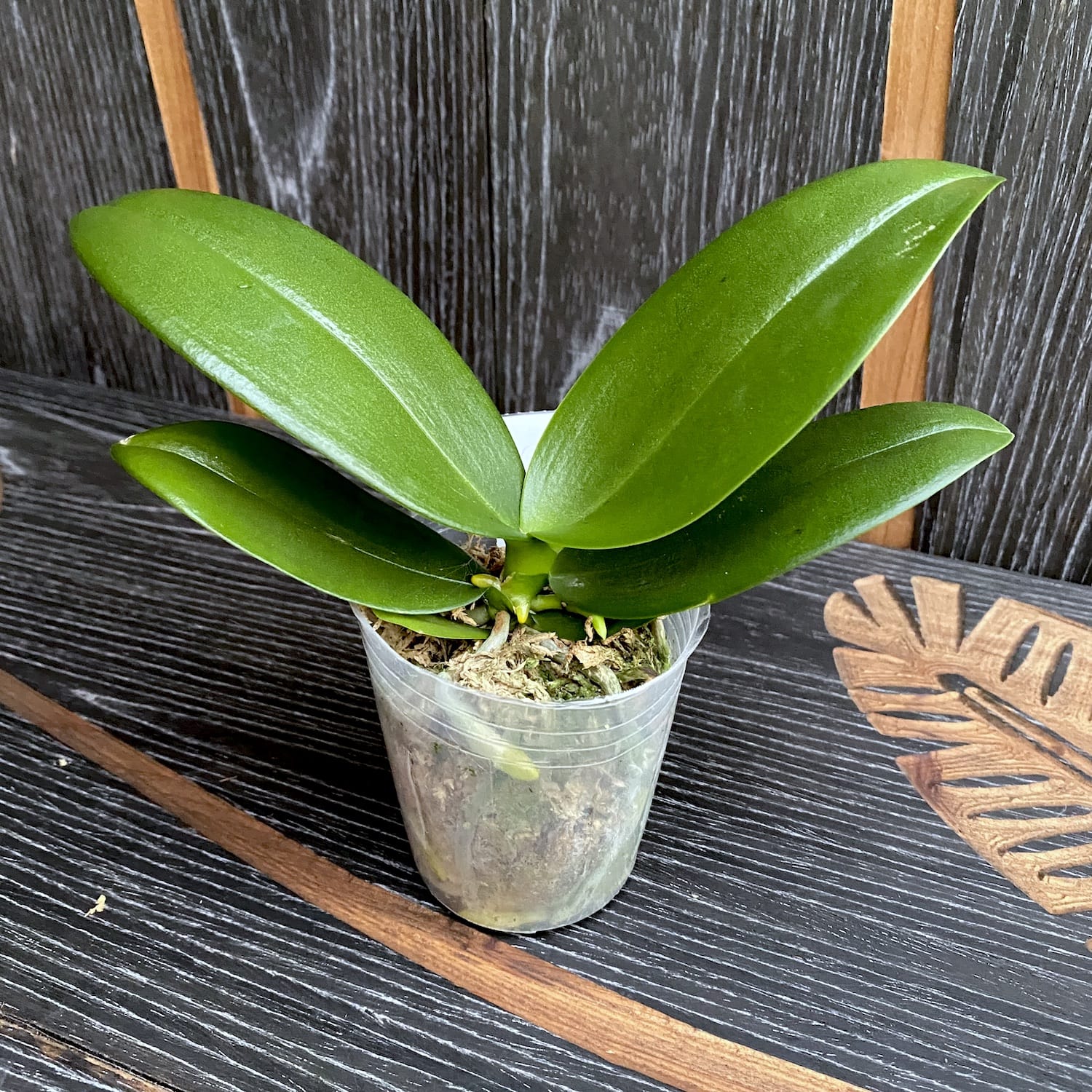 Phalaenopsis Charming Snow '0410' - iso huuli