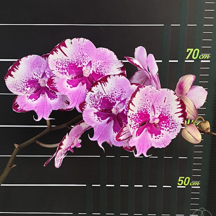 Phalaenopsis Chia-Shing Hot Kiss 'Miki'