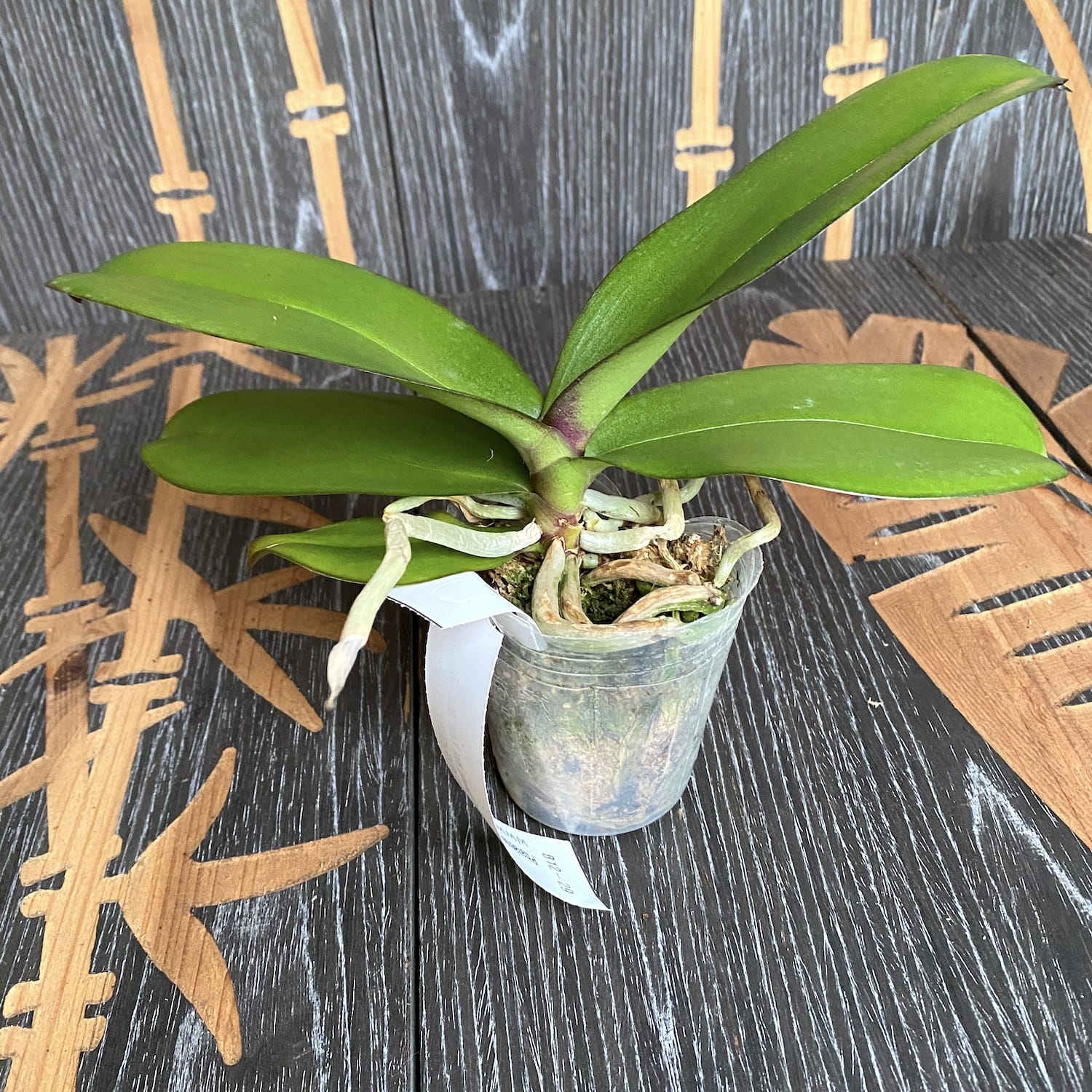 Фаленопсис Chia-Shing Hot Kiss 'Miki' (Голямо устниче)