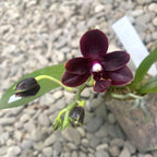 Phalaenopsis Chiada Stacy '607' × Yaphon Parfüm