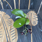 Phalaenopsis Chiada Stacy '607' × Yaphon Profumo (variazione 01)