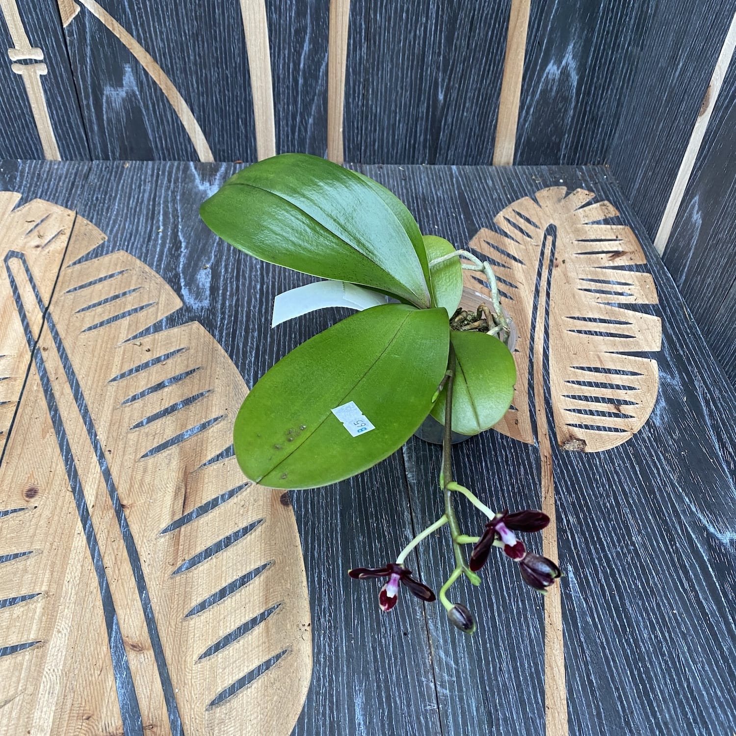 Phalaenopsis Chiada Stacy '607' × Yaphon Parfüm (Variation 01)