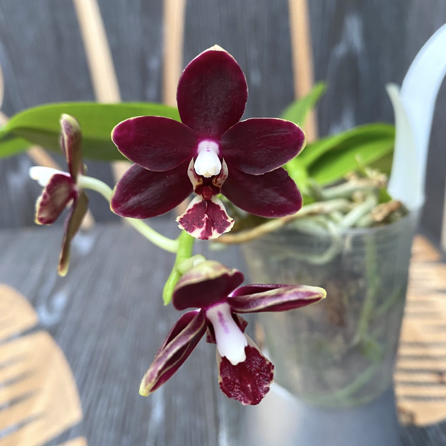 Phalaenopsis Chiada Stacy '607' × Yaphon Parfüm (Variation 01)