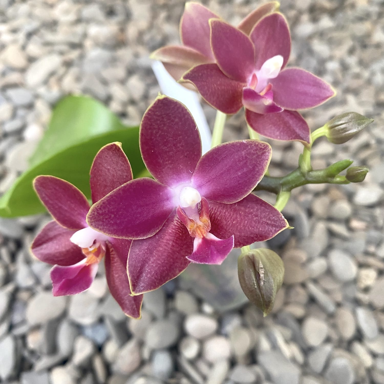 Phalaenopsis Chiada Stacy '607' × Yaphon Profumo