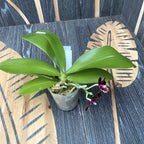 Phalaenopsis Chiada Stacy '607' × Yaphon Profumo (variazione 01)