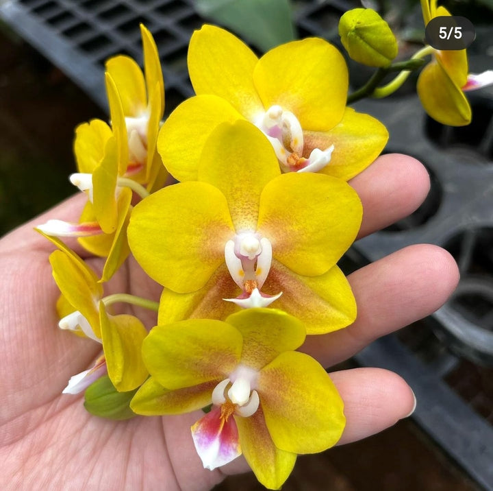 Phalaenopsis Chiali Little Gold