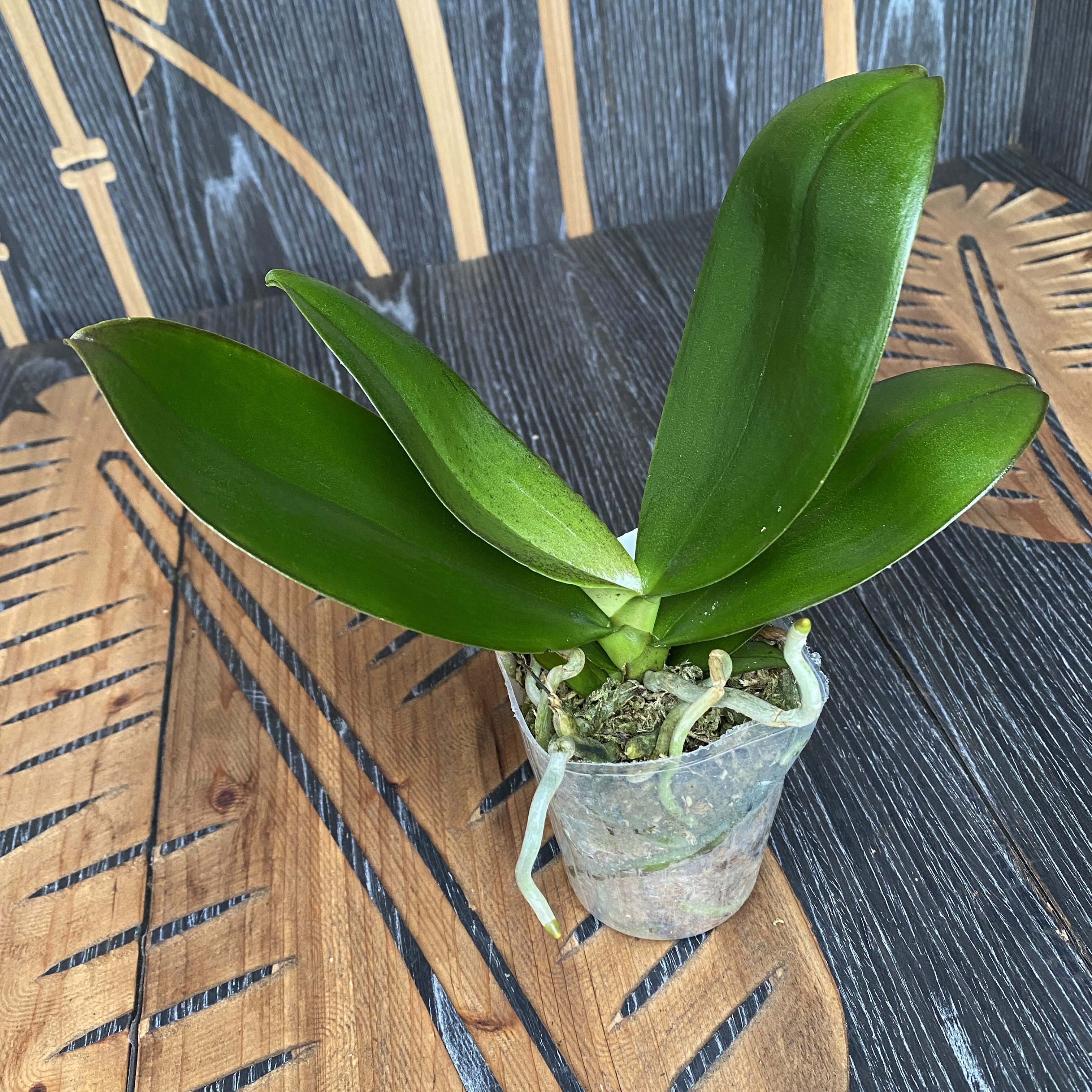 Phalaenopsis Chiali Little Gold