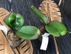 Phalaenopsis Chialin Małe Słońce