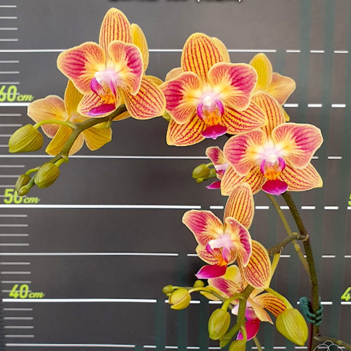 Phalaenopsis Chingruey's Goldstaff '520' (peloric)