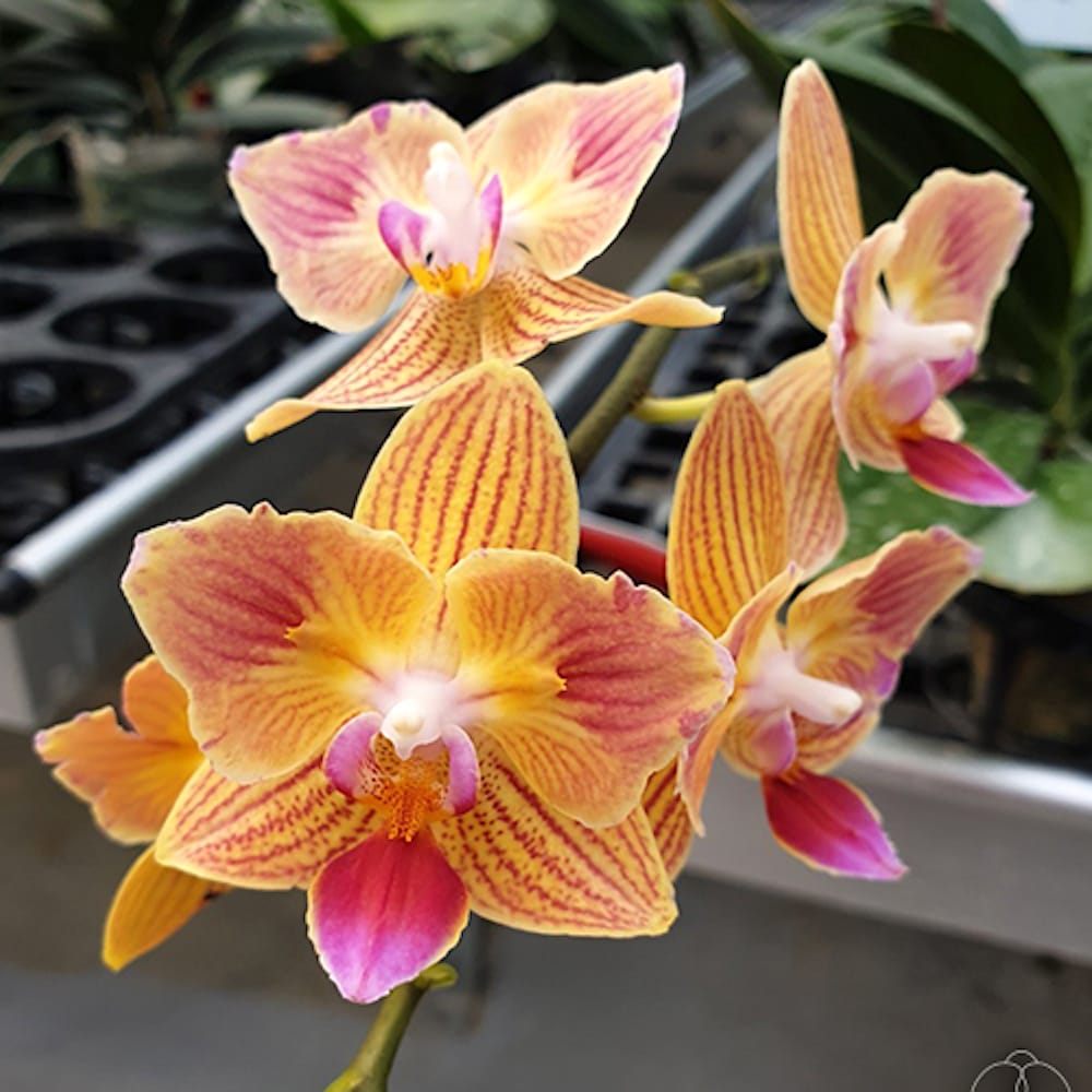 Phalaenopsis Chingruey's Goldstaff '520' (peloric)
