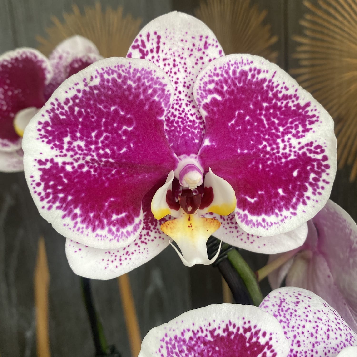 Phalaenopsis Compilation (flori mari 9 cm)