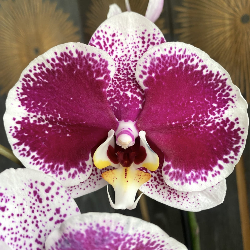 Phalaenopsis Compilation (flori mari 9 cm)