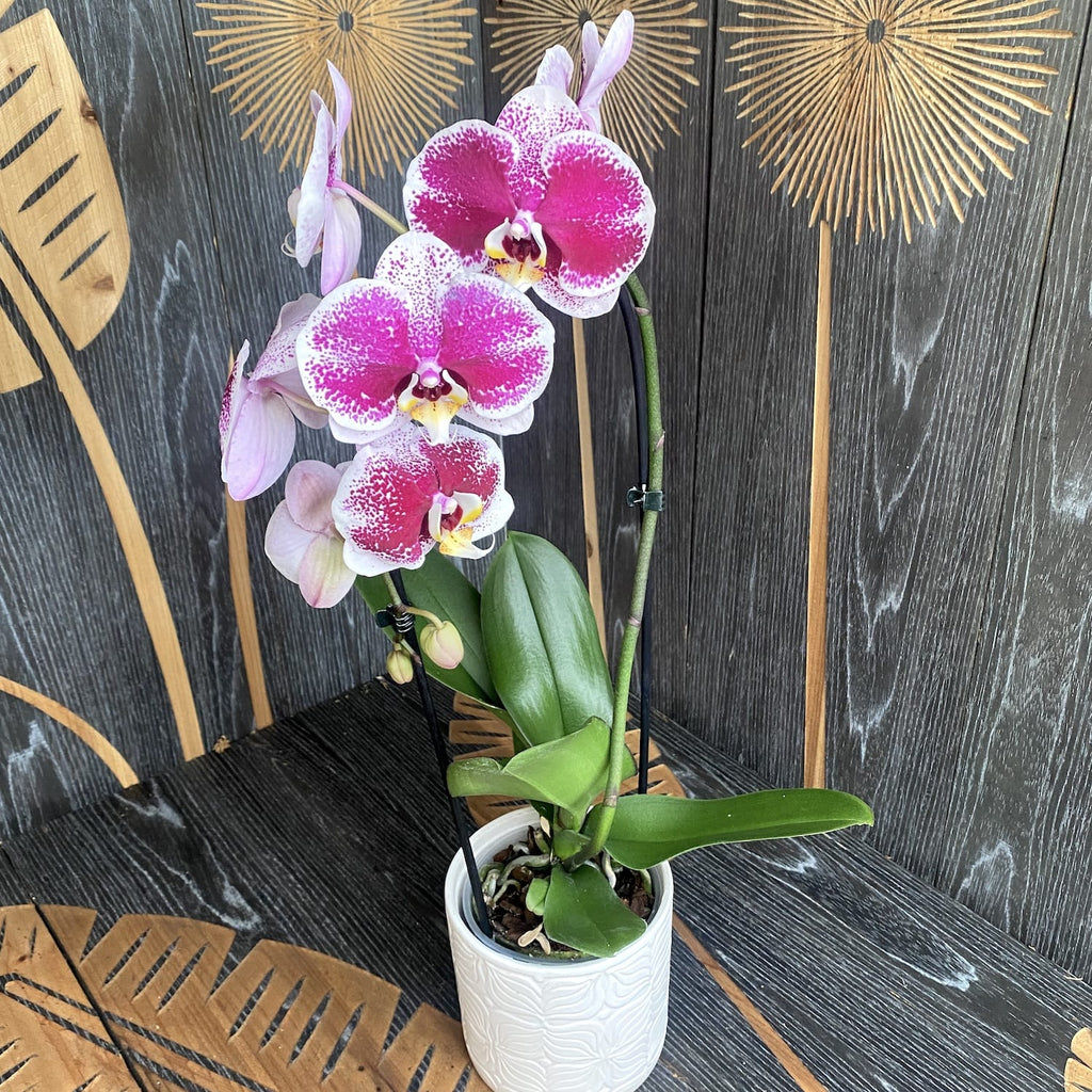 Phalaenopsis Compilation (flori mari 9 cm)