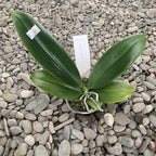 Phalaenopsis Corningiana (perfumowana)