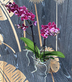 Phalaenopsis Cranberry Cha Cha