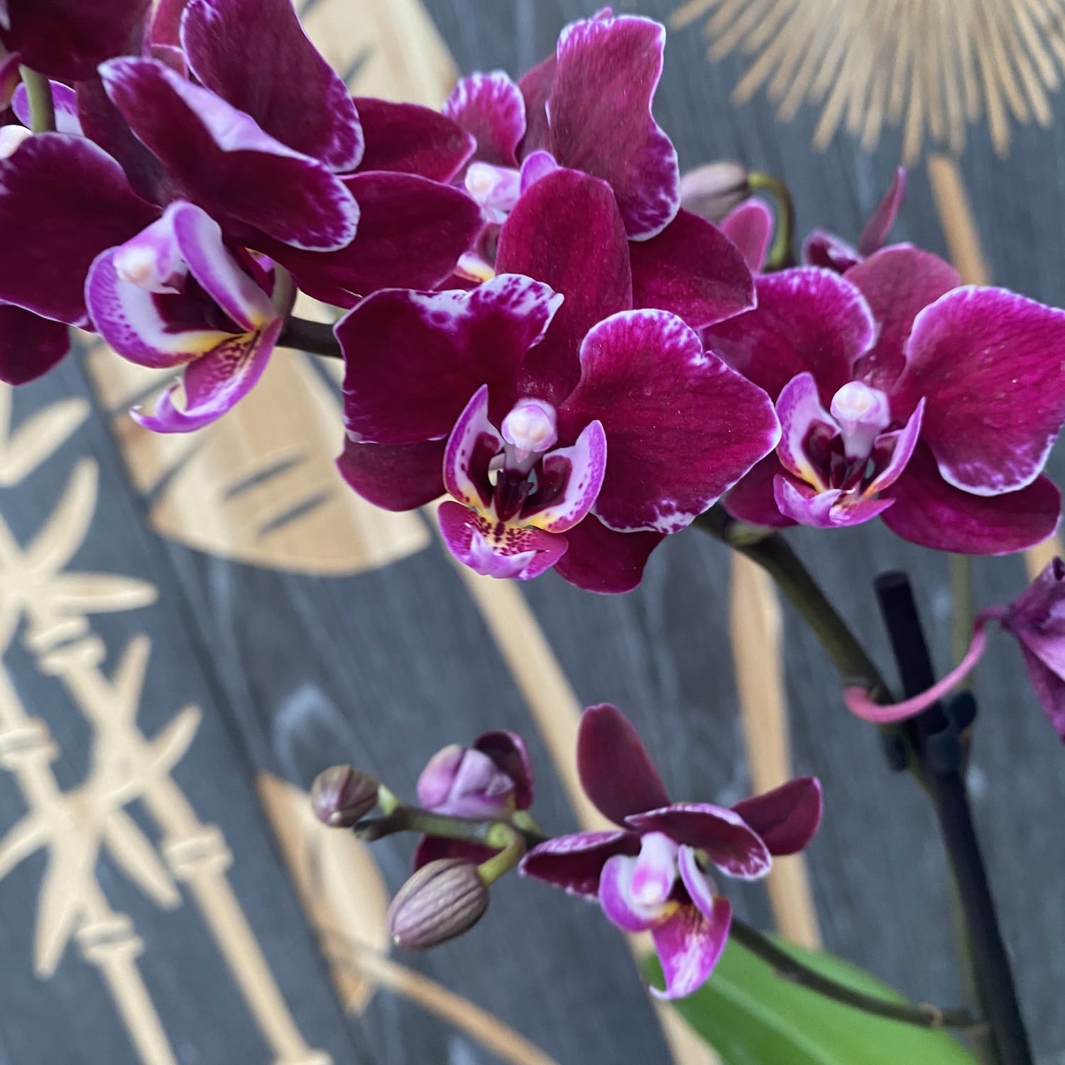 Phalaenopsis Cranberry Cha Cha
