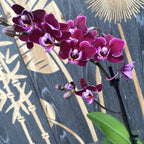 Phalaenopsis Cranberry Cha Cha