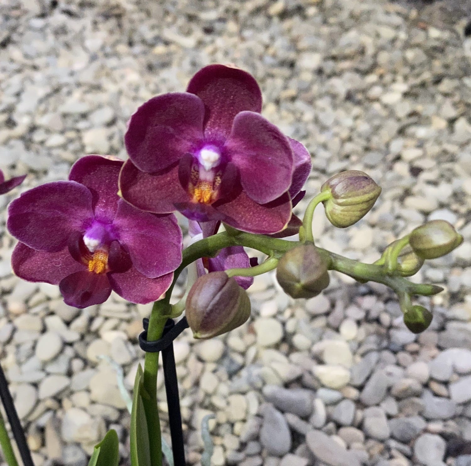 Phalaenopsis Cute Holly