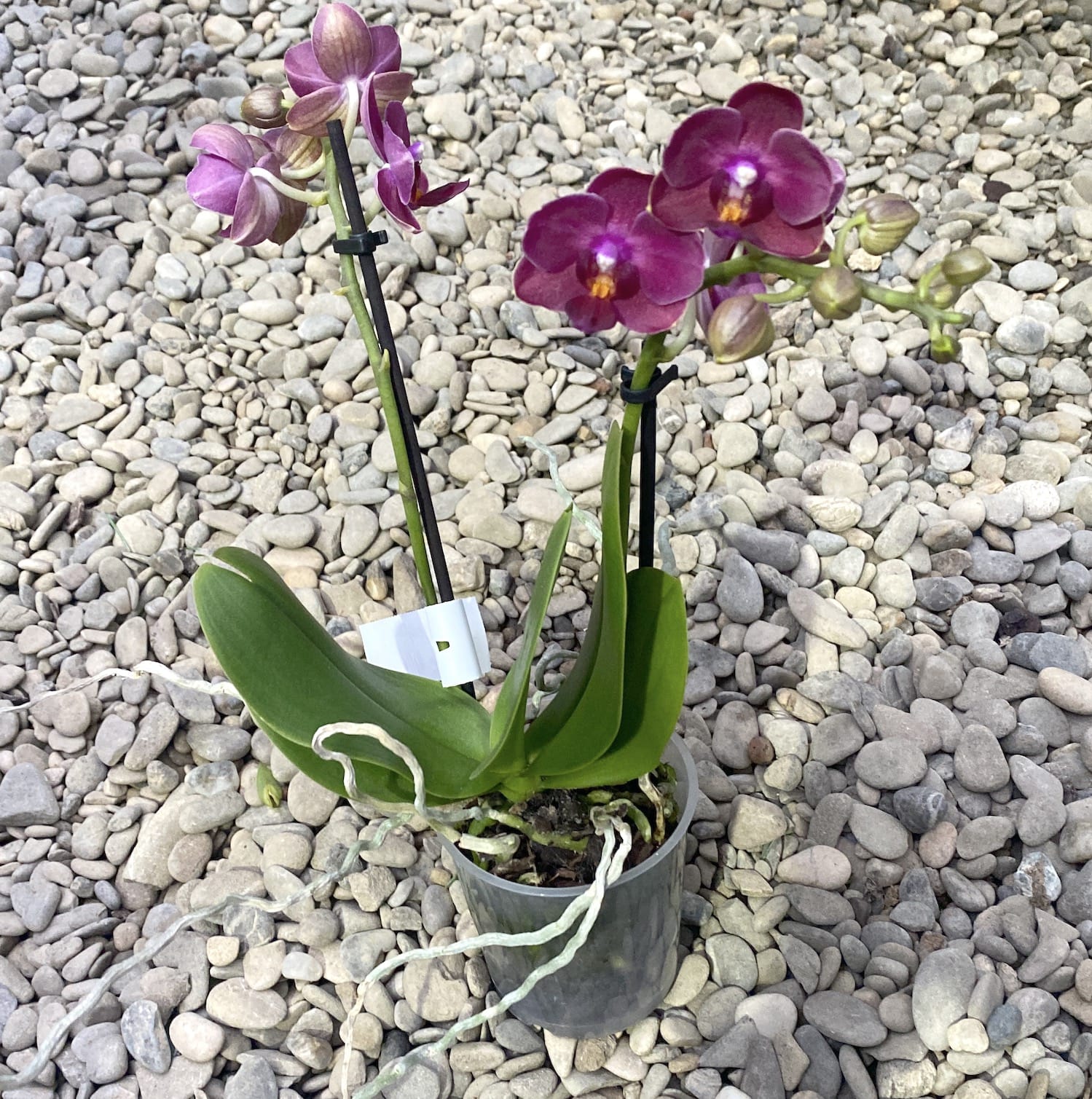 Phalaenopsis Cute Holly