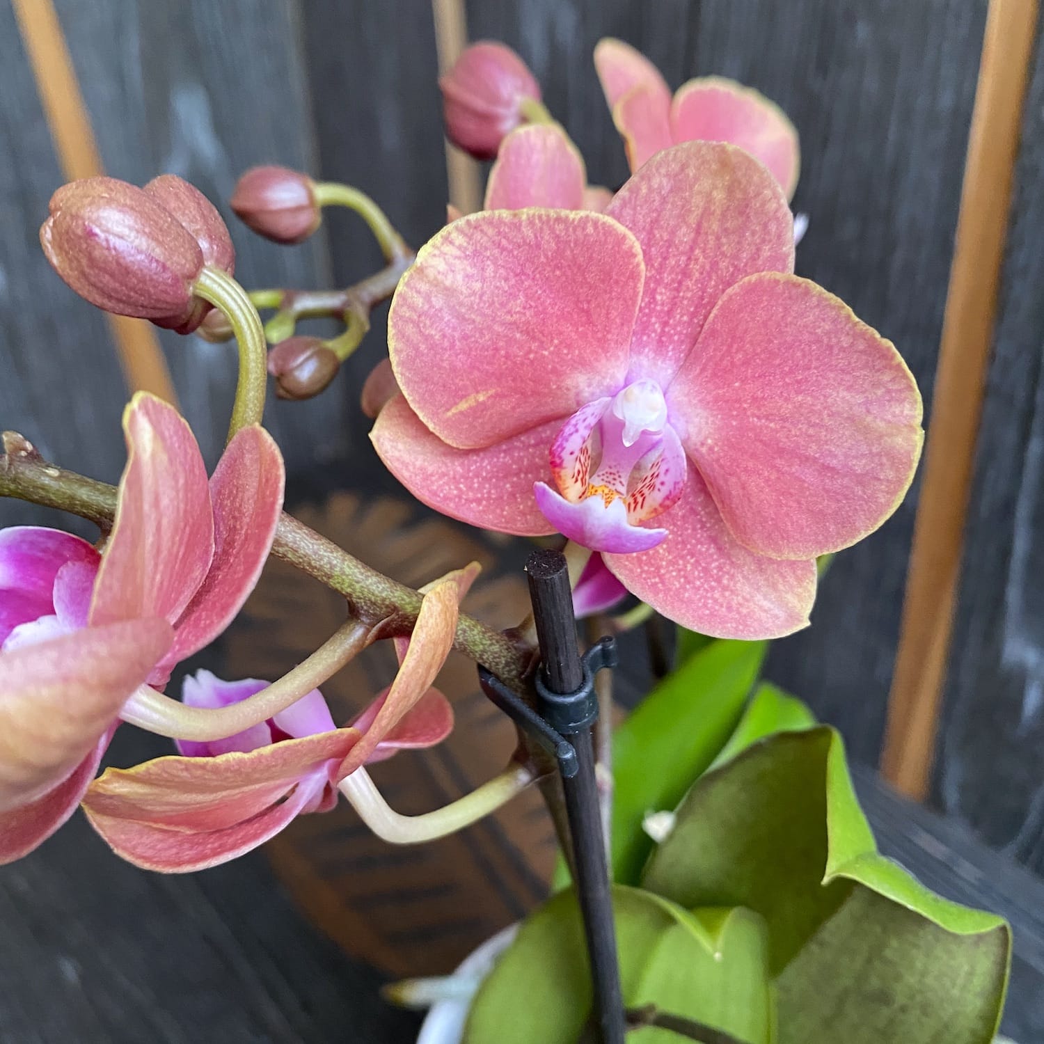 Phalaenopsis Dame Etna