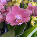 Phalaenopsis Dame Etna
