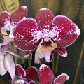Phalaenopsis Dark Debora