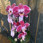 Phalaenopsis Dark Debora