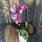 Phalaenopsis Dark Debora