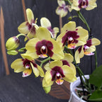 Phalaenopsis Deep Secret (Selfie)